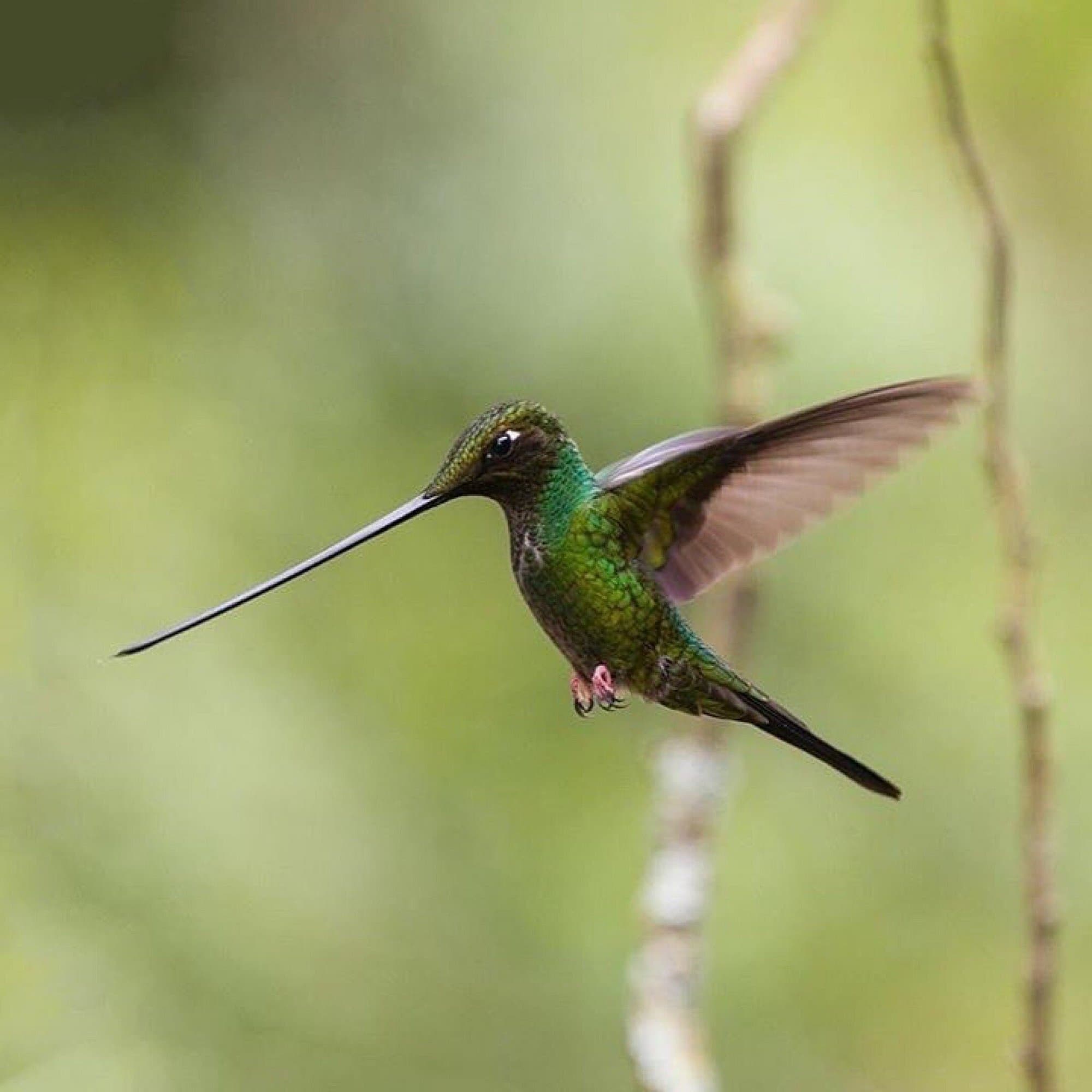 Дом Колибри