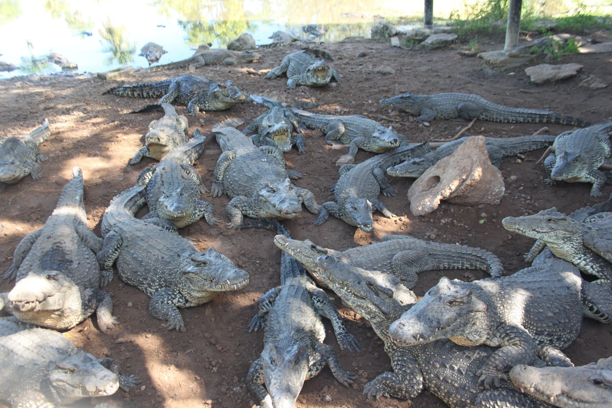 Карибское море с крокодилами - Image 2