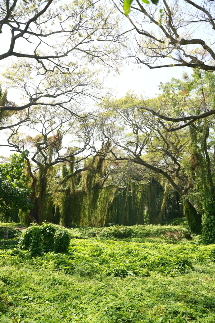 Специальный Тур по Гаване с Кладбищем и Лесом - Image 2